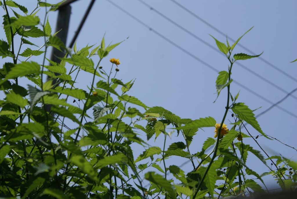 Photo Ciorbă acrișoară de vară