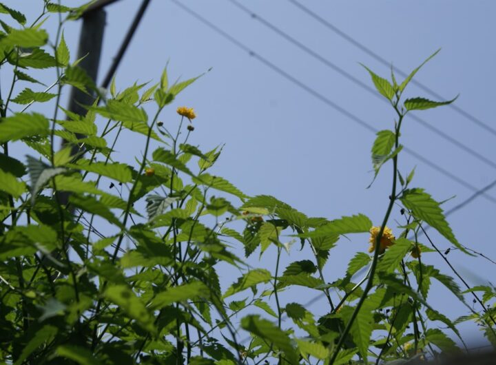 Photo Ciorbă acrișoară de vară