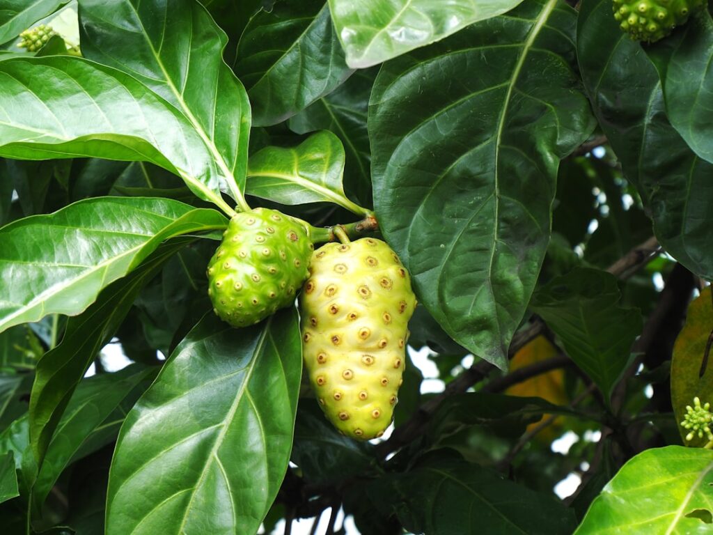 Photo mascarpone fruits