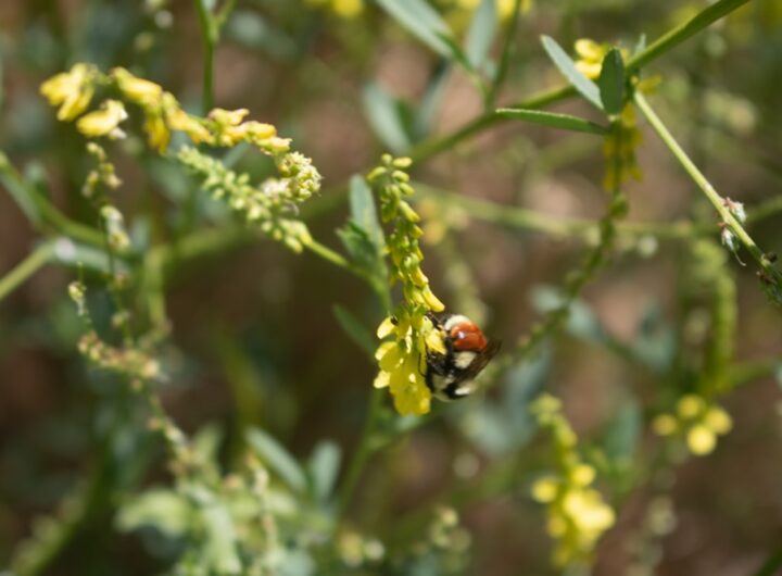 Photo protein content