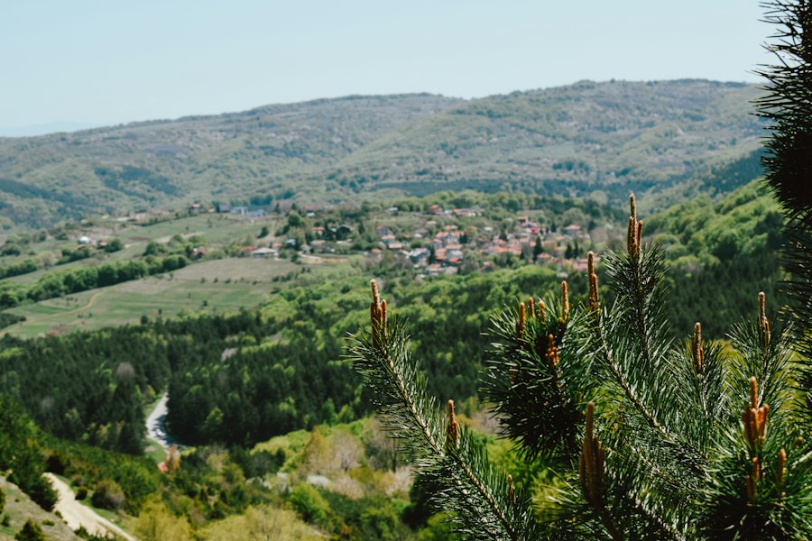 Photo cofetării