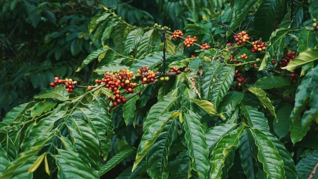 Photo coffee beans information