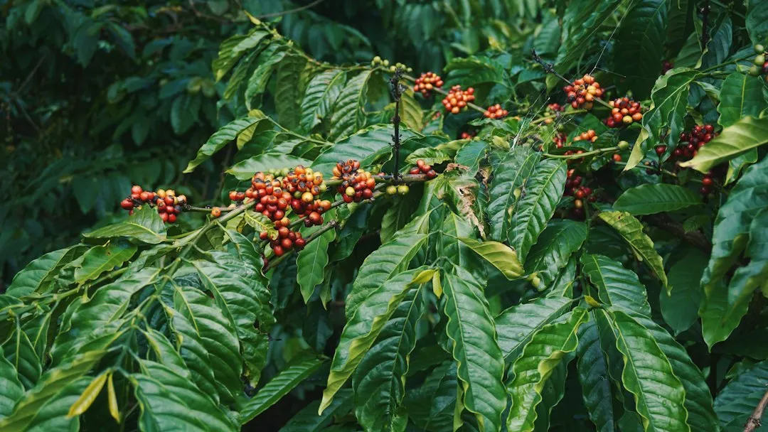 Photo coffee beans information