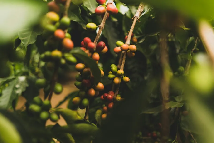 history of coffee